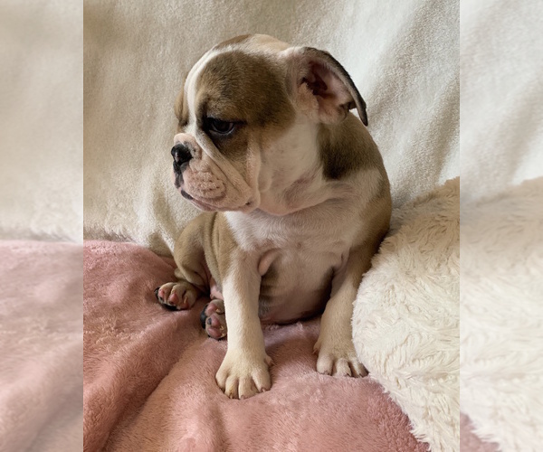 Medium Photo #15 English Bulldog Puppy For Sale in CHARLESTON, SC, USA