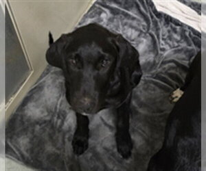 Great Dane-Unknown Mix Dogs for adoption in Placerville, CA, USA