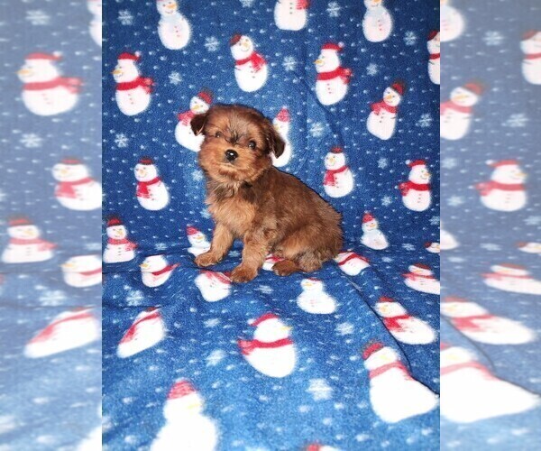 Medium Photo #7 YorkiePoo Puppy For Sale in LAPEER, MI, USA
