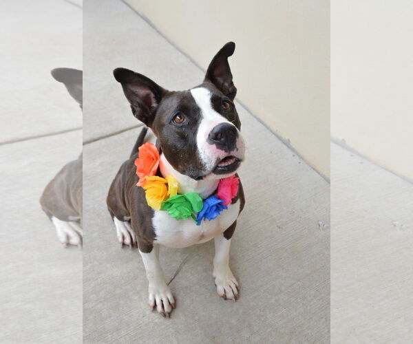 Medium Photo #2 American Pit Bull Terrier-Unknown Mix Puppy For Sale in McKinney, TX, USA