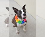 Small #1 American Pit Bull Terrier Mix