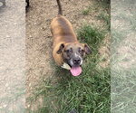 Small Bulldog-Labrador Retriever Mix