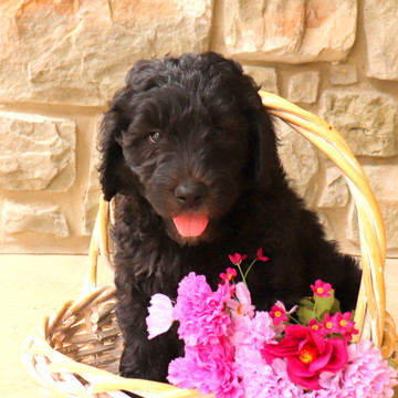 Medium Photo #1 Labradoodle-Poodle (Standard) Mix Puppy For Sale in GAP, PA, USA