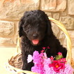 Small Photo #1 Labradoodle-Poodle (Standard) Mix Puppy For Sale in GAP, PA, USA