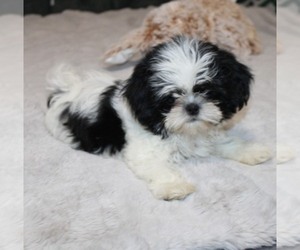 Shih Tzu Puppy for sale in THAYER, KS, USA