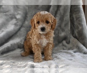 Cavapoo Puppy for sale in MILLERSBURG, OH, USA