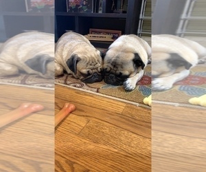 Mother of the Pug puppies born on 10/15/2022
