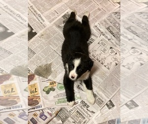 Australian Shepherd Puppy for Sale in HENDERSON, North Carolina USA