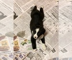 Small Photo #1 Australian Shepherd Puppy For Sale in HENDERSON, NC, USA