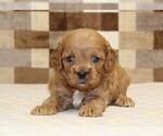 Small #7 Cavapoo (Miniature)