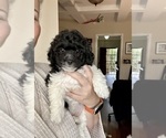Small Bichpoo-Poodle (Miniature) Mix