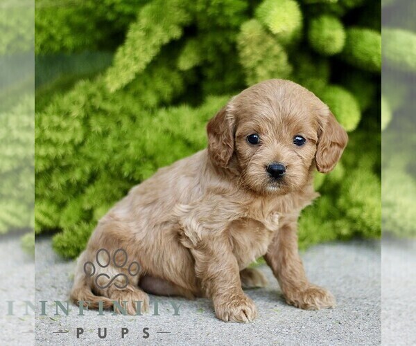 Medium Photo #3 Cavapoo Puppy For Sale in PARADISE, PA, USA