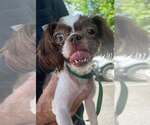 Small #1 Shih Tzu