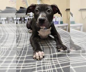Mutt Dogs for adoption in Center Township, PA, USA