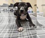 Small Mutt
