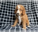 Small #3 Cockapoo (Miniature)