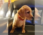 Small Photo #75 Labrador Retriever Puppy For Sale in BUFFALO, NY, USA