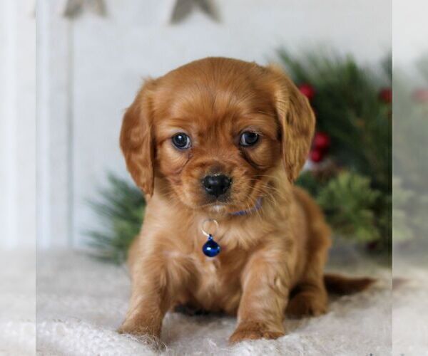 Medium Photo #2 Golden Retriever Puppy For Sale in LITITZ, PA, USA