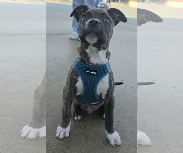 Medium Photo #6 Mutt Puppy For Sale in Clarkston, MI, USA