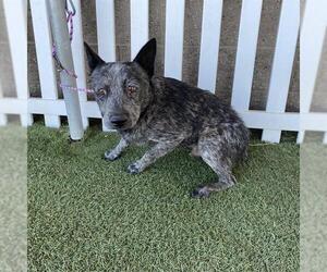 Medium Mutt