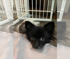 Pomeranian Puppy for sale in LOS ANGELES, CA, USA