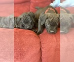 Small Photo #80 Boerboel Puppy For Sale in LAS CRUCES, NM, USA