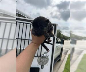 German Shepherd Dog Dogs for adoption in Houston, TX, USA