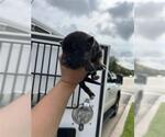 Small German Shepherd Dog
