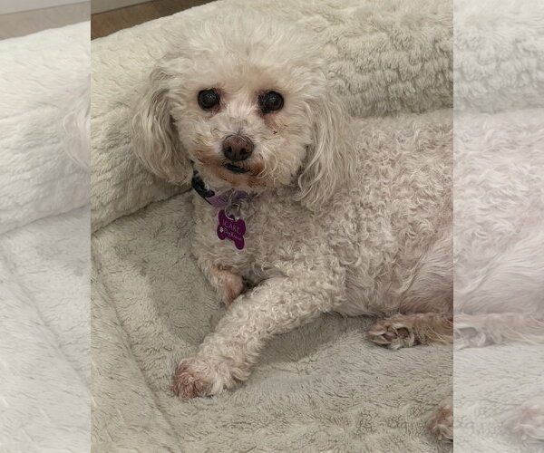 Medium Photo #3 Poodle (Miniature)-Unknown Mix Puppy For Sale in Corona, CA, USA