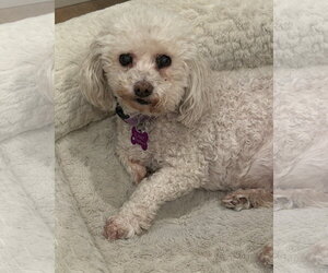 Cutie - Female Poodle (Miniature)-Unknown Mix Dog for Adoption - Photo #3