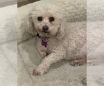 Small Photo #3 Poodle (Miniature)-Unknown Mix Puppy For Sale in Corona, CA, USA