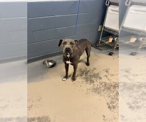 American Pit Bull Terrier Dogs for adoption in Tallahassee, FL, USA