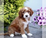 Small #2 Goldendoodle (Miniature)