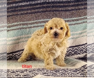 Poochon Puppy for sale in STOUTLAND, MO, USA