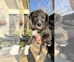 Small Photo #2 Mutt Puppy For Sale in Rockaway, NJ, USA