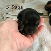 Small Photo #2 Rottweiler Puppy For Sale in EUBANK, KY, USA