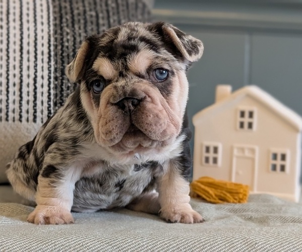 Medium Photo #5 French Bulldog Puppy For Sale in GOSHEN, IN, USA