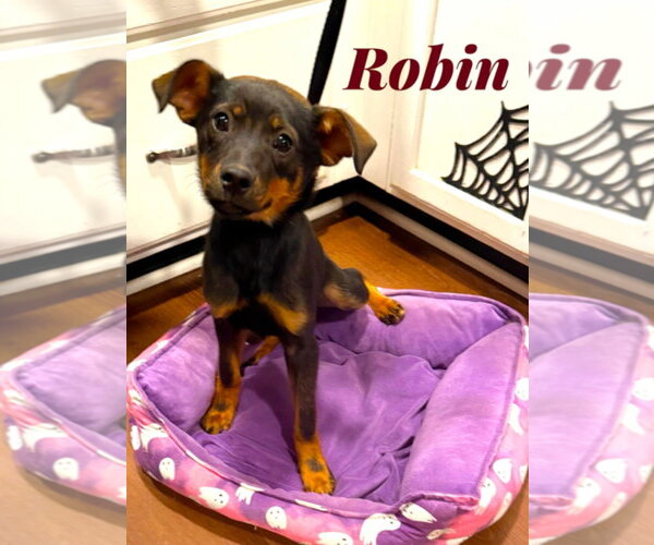 Medium Photo #2 German Shepherd Dog-Miniature Pinscher Mix Puppy For Sale in Lexington Park, MD, USA