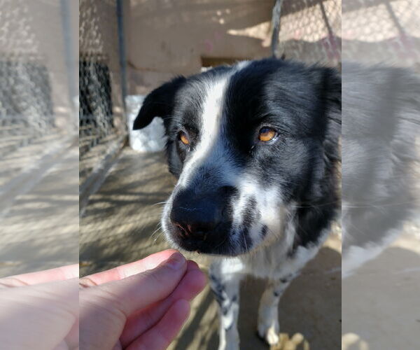 Medium Photo #9 Border Collie-Unknown Mix Puppy For Sale in Apple Valley, CA, USA