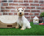 Small #3 Schnauzer (Miniature)