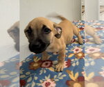Small Photo #4 Chihuahua-Unknown Mix Puppy For Sale in Osgood, IN, USA