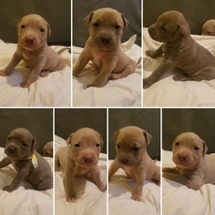 American Pit Bull Terrier Puppy for sale in CLIFTON PARK, NY, USA