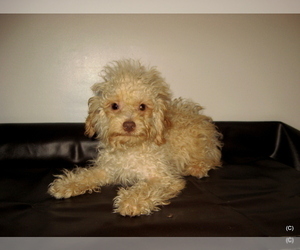 Poodle (Toy) Puppy for sale in BAKERSFIELD, CA, USA