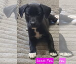 Small Cheagle