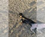 Small #7 Mountain Cur Mix