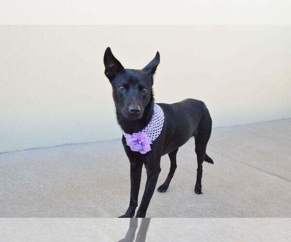 Medium Photo #3 Mutt Puppy For Sale in McKinney, TX, USA