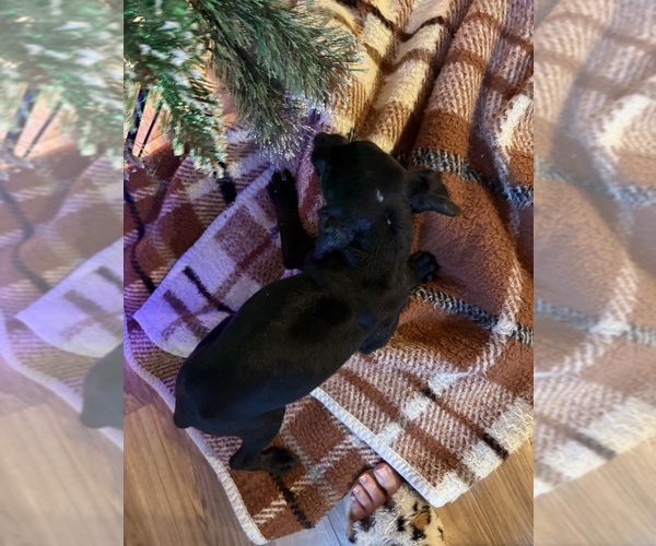 Medium Photo #14 Coonhound Puppy For Sale in ZANESVILLE, OH, USA