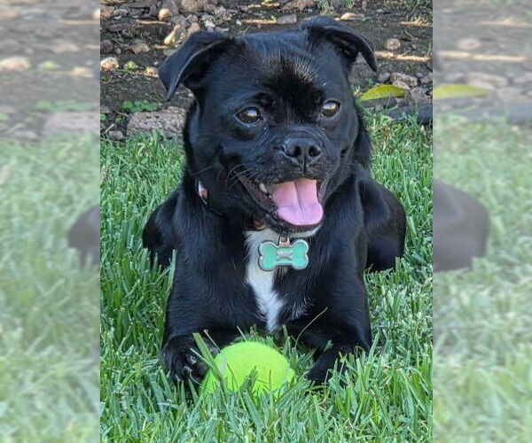 Medium Photo #9 Chug Puppy For Sale in Lake Forest, CA, USA