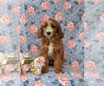 Small Photo #3 Cavapoo Puppy For Sale in KINZERS, PA, USA