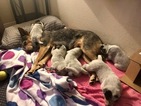 Small Photo #3 Australian Cattle Dog Puppy For Sale in PAHRUMP, NV, USA